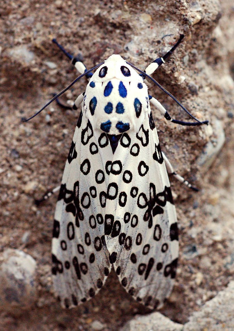 Leopard moth – meaning