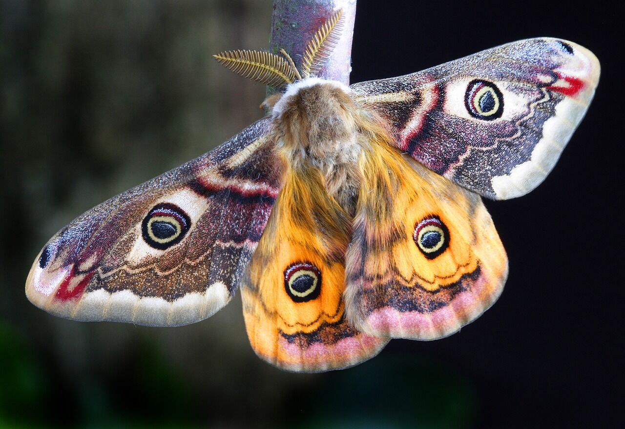 Totem animal moth