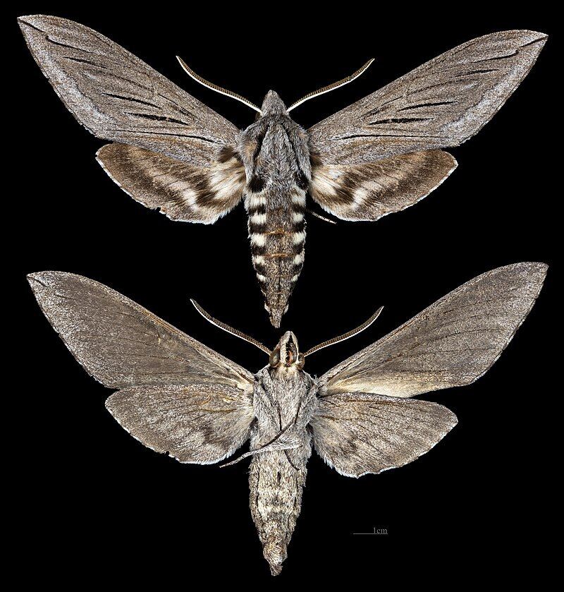 Sphinx moth - meaning