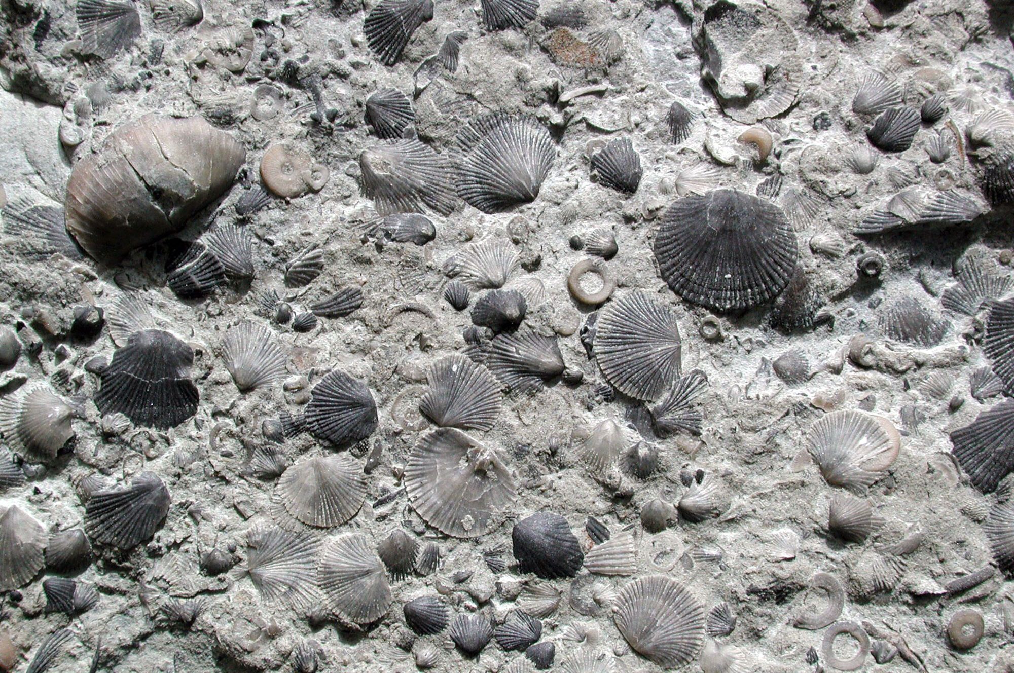 Ancient marine animals known as brachiopods may have had a more inventive past than previously thought