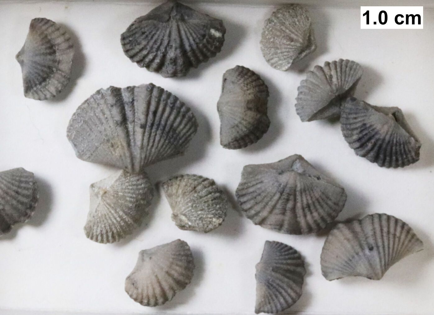 Ancient marine animals known as brachiopods may have had a more inventive past than previously thought