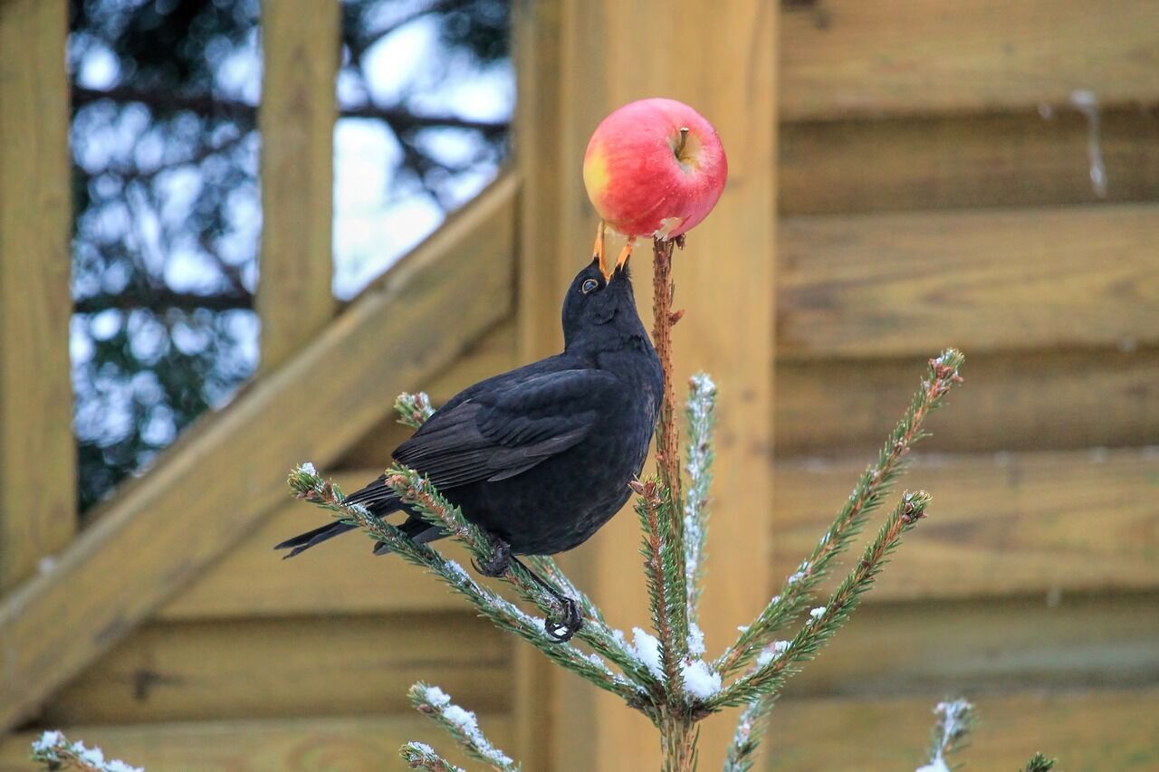 The blackbird is a totem animal