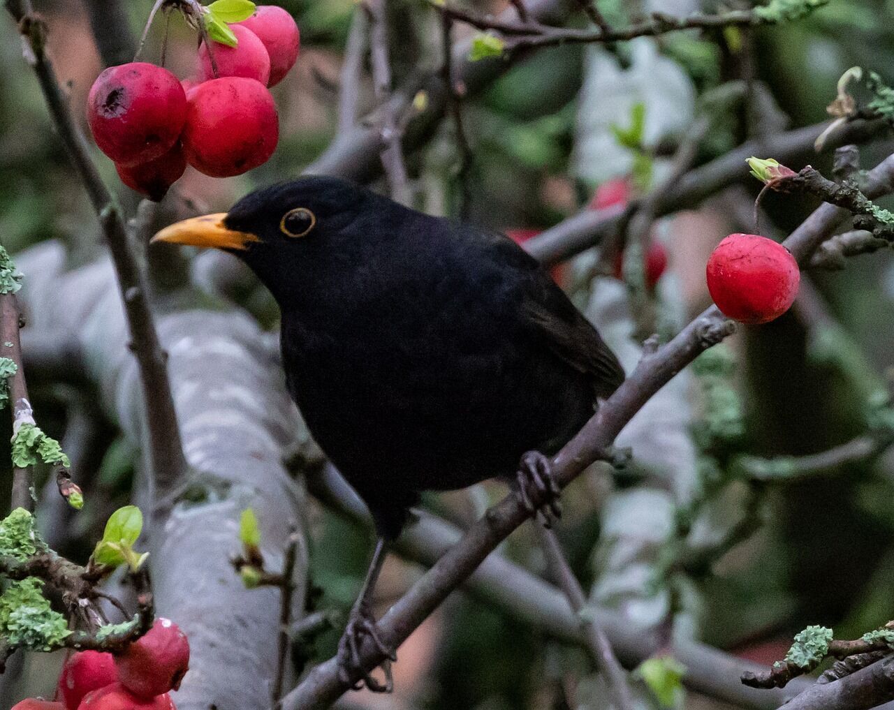 Blackbird – Symbolism