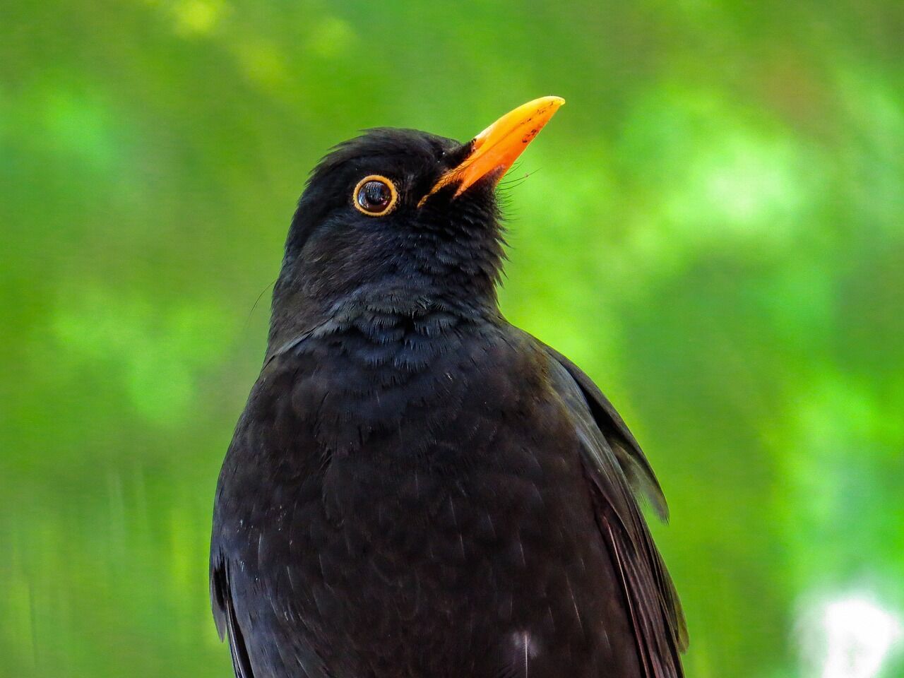 Blackbird – thoughts on him