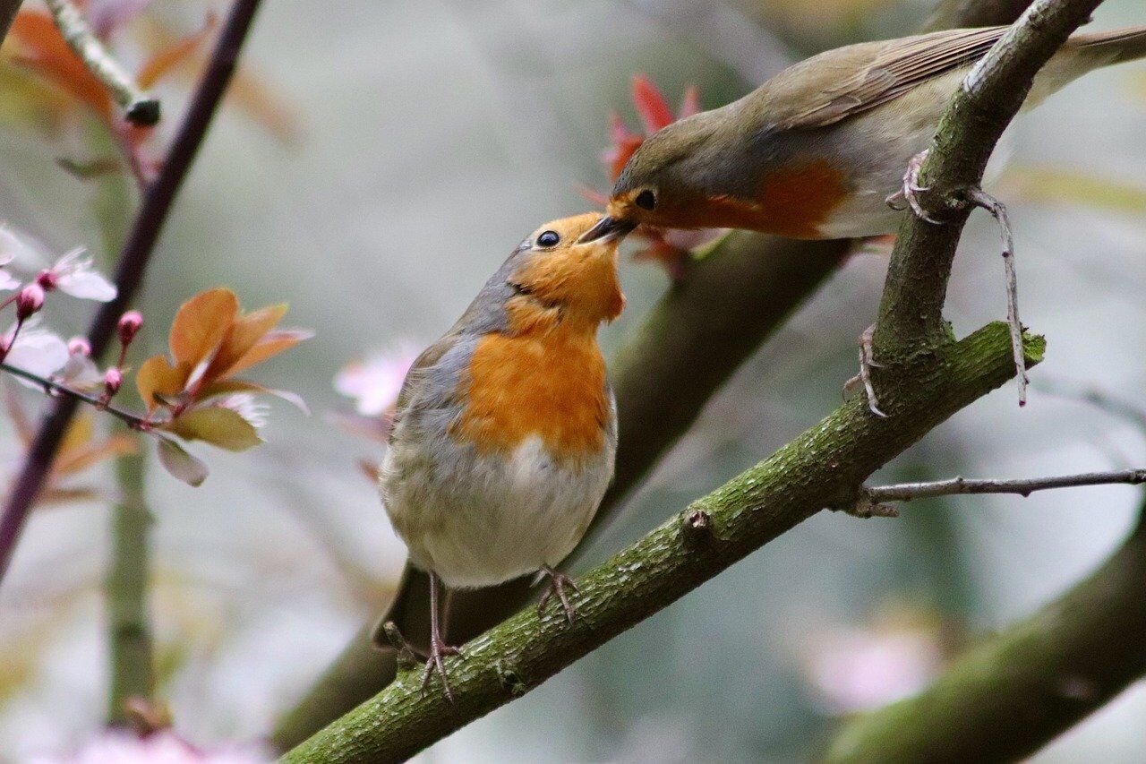 Robin – meaning in different cultures