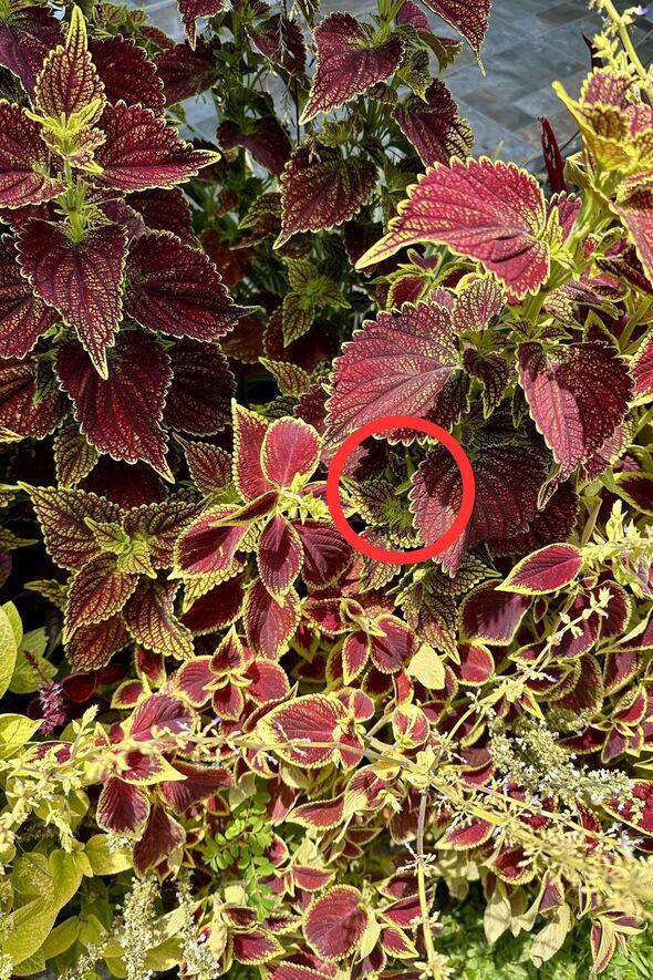 20/20 Vision Test: Can You Spot the Hidden Lizard Without Zooming?