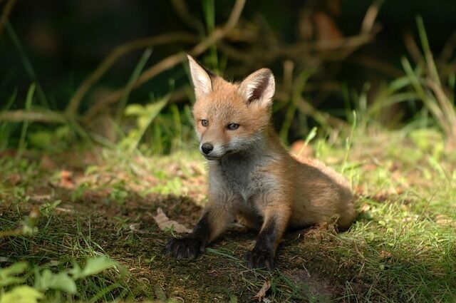 A fox cub is the significance of the encounter