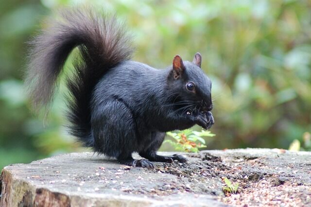 The significance of a black squirrel encounter