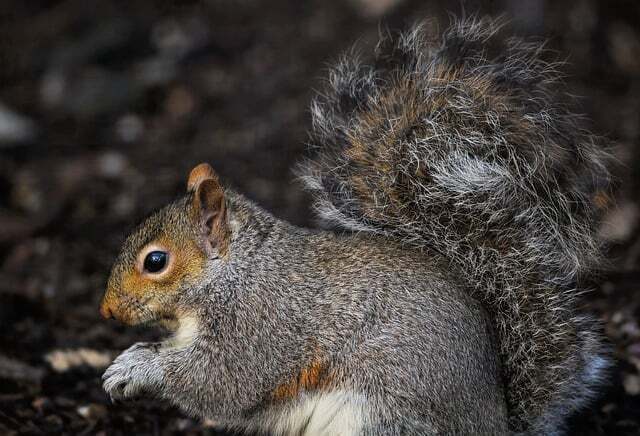 The gray squirrel is the significance of the encounter