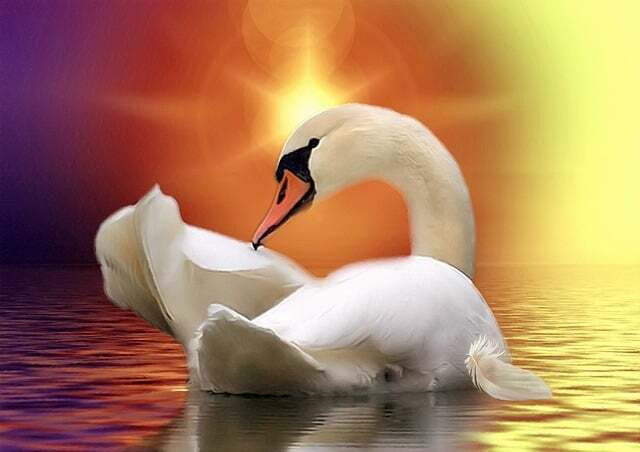 Swan - meaning of the meeting