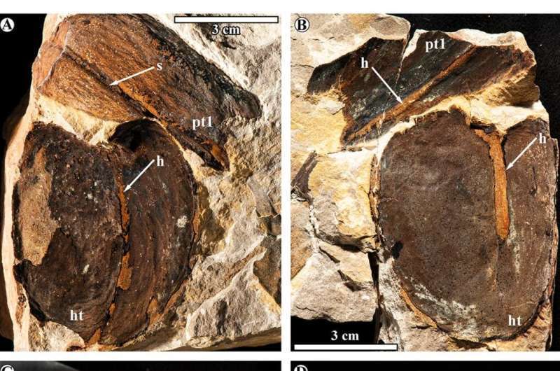 Giant fossil seeds are shedding light on the ancient migration of plants