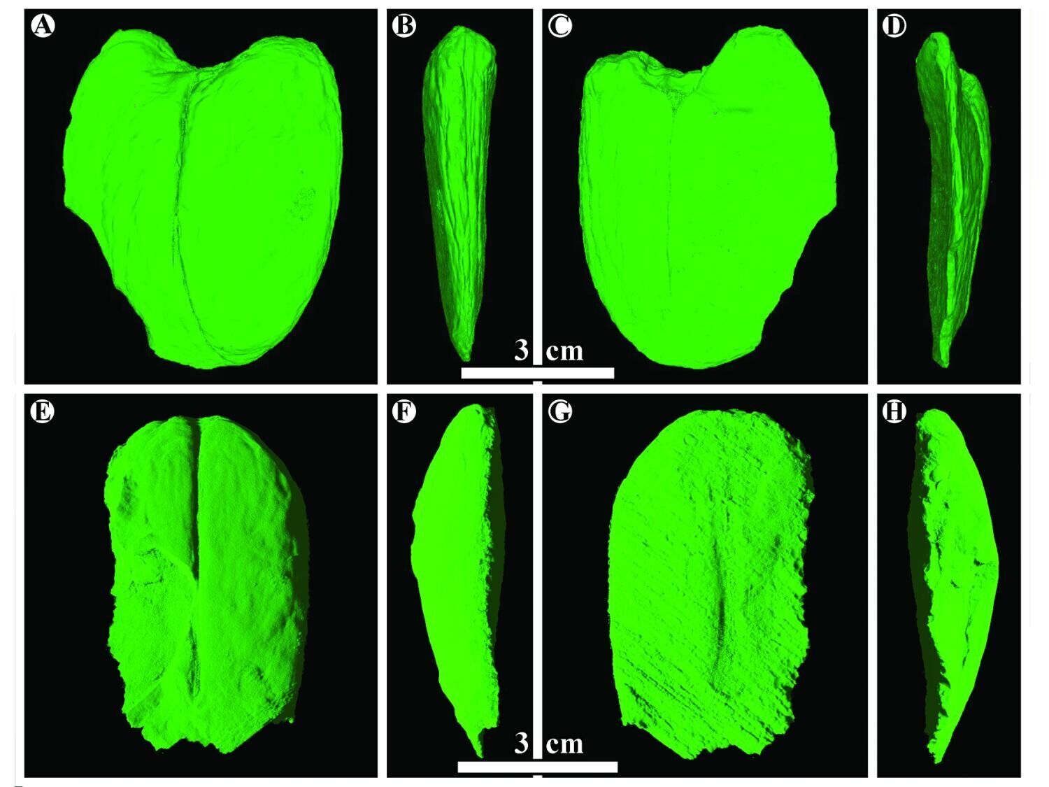 Giant fossil seeds are shedding light on the ancient migration of plants