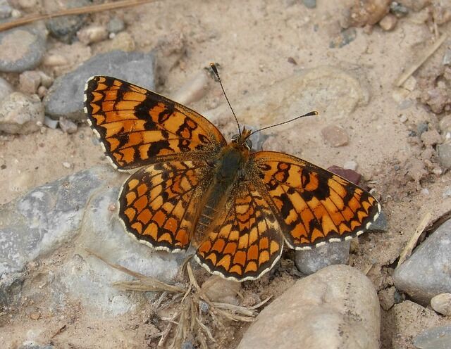 The spirit animal is an orange butterfly