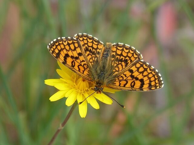 Orange butterfly - meaning and symbolism