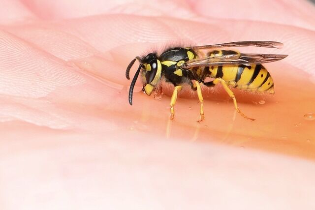 Spirit animal bee - the meaning of the totem