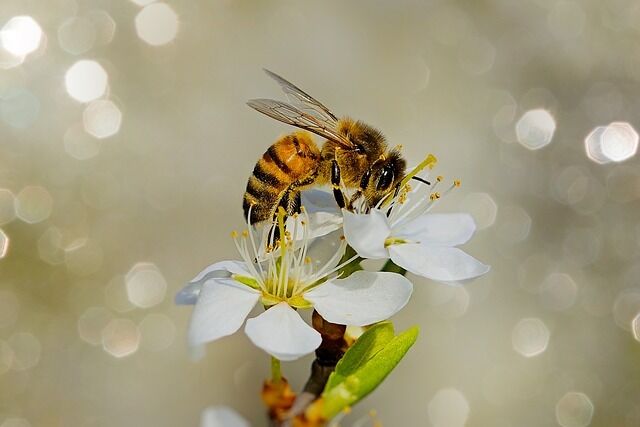 The bee is the spiritual meaning of the meeting