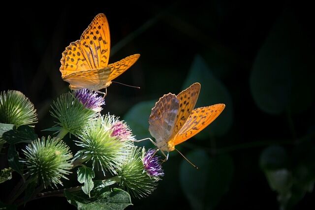 The orange butterfly is the spiritual meaning of the meeting