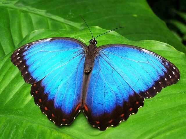 The blue butterfly is the significance of the encounter