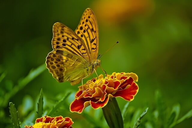 Yellow and black butterfly – the significance of the encounter