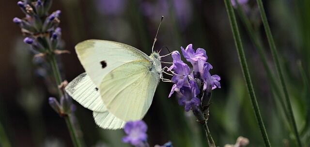 The white butterfly is the meaning of the encounter