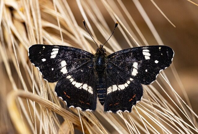 The black butterfly is the meaning of the encounter