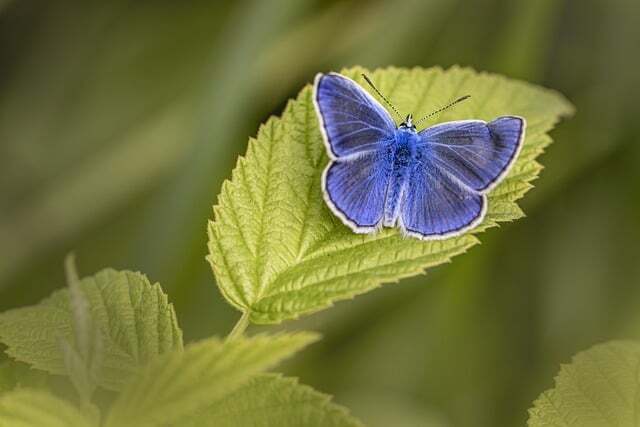 The purple butterfly is the meaning of the encounter