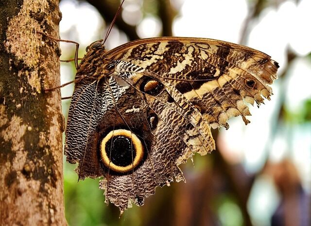 The brown butterfly is the meaning of the encounter