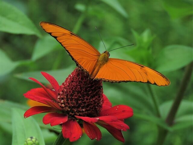 The orange butterfly is the significance of the encounter