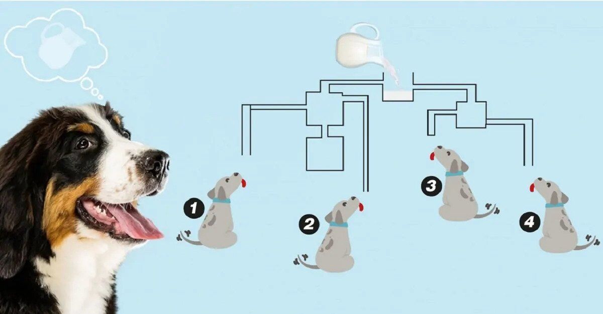 Which Dog Gets to the Milk First? A Challenging Brain Teaser 