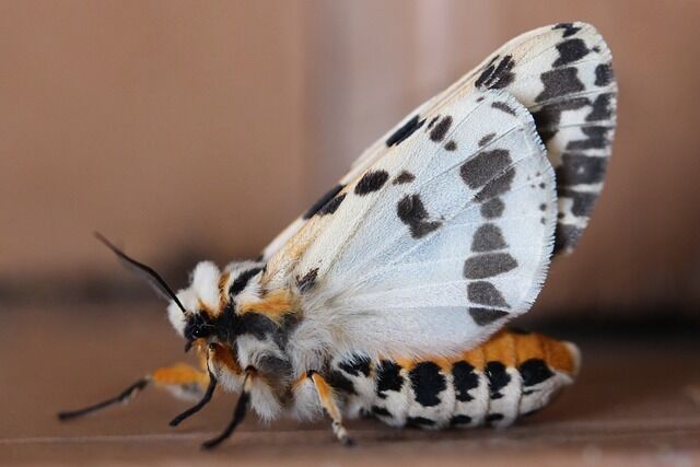 White moth - spiritual meanings of the encounter