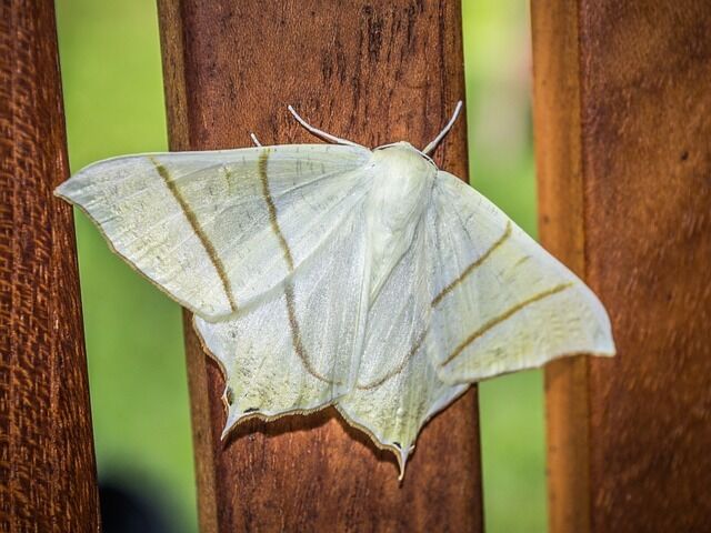 The meaning of a white moth in a dream