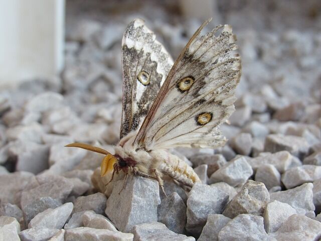 White moth - the meaning of the totem animal