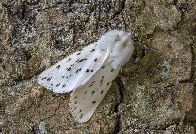 White moth symbolism