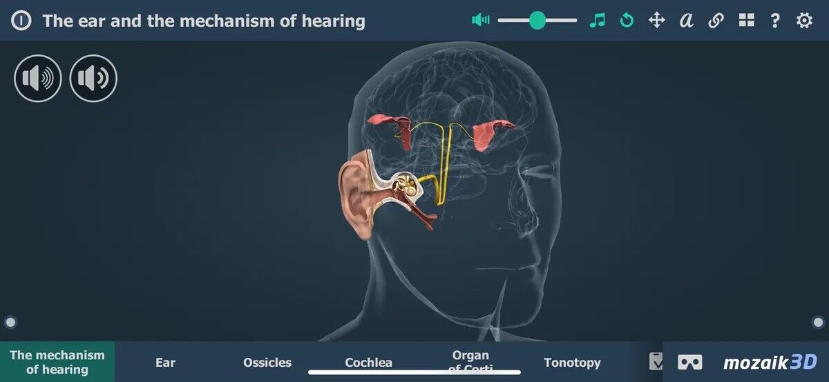 The ear and mechanism of hearing