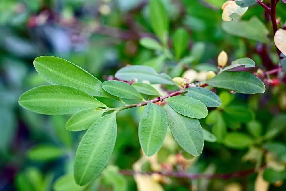 Coca leaves have psychoactive and therapeutic properties