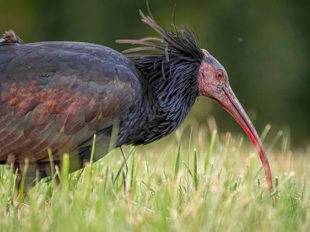 The Revival of the Northern Bald Ibis: A Migration Effort