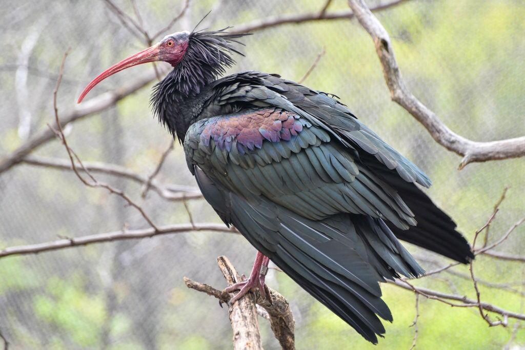 The Revival of the Northern Bald Ibis: A Migration Effort