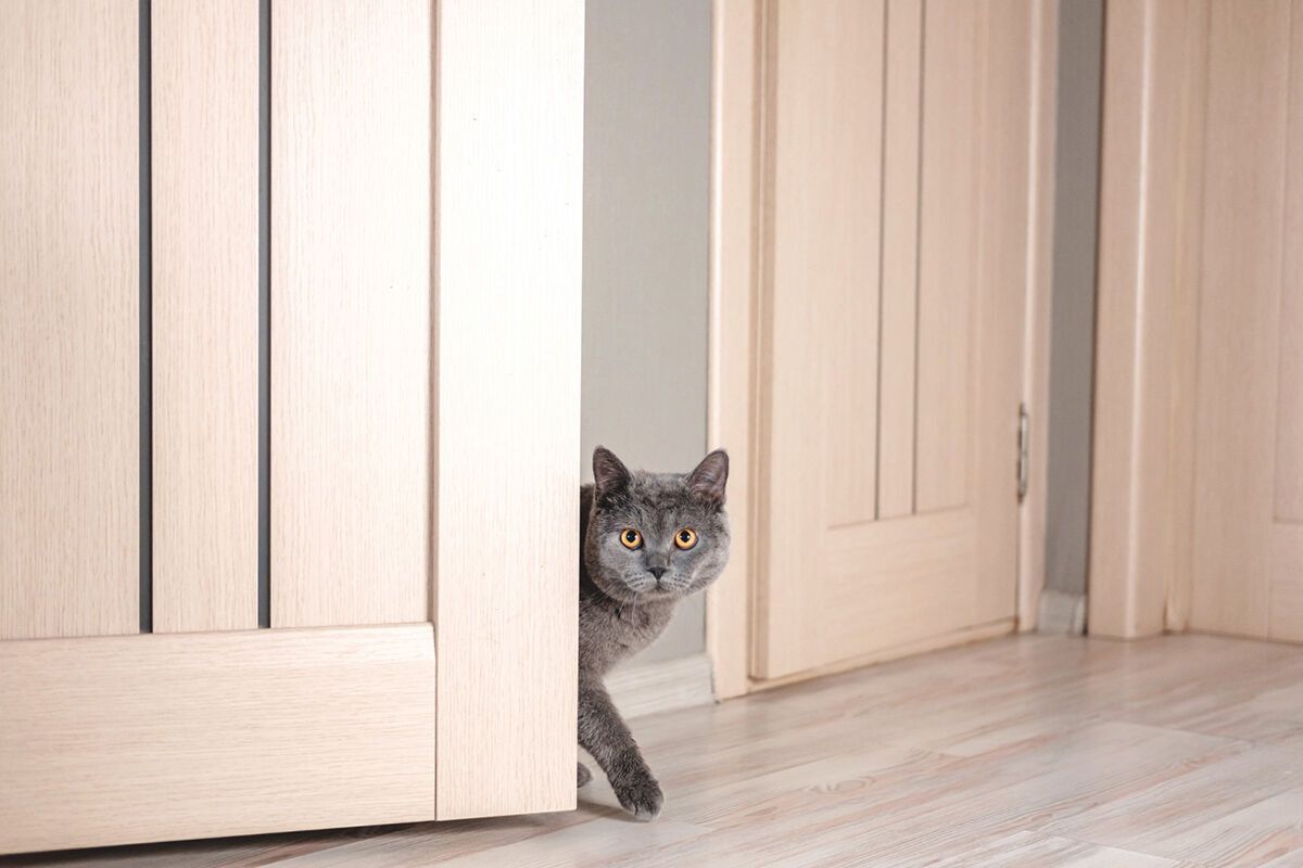 Cat at the door