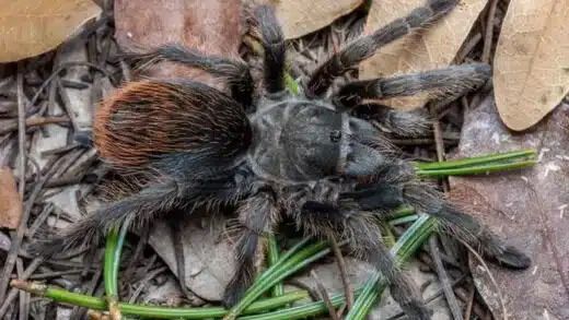 New Tarantula Species Was Discovered in Southeastern Arizona