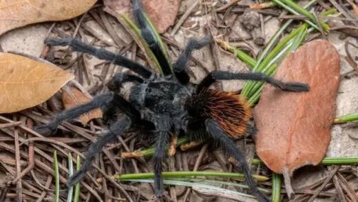 New Tarantula Species Was Discovered in Southeastern Arizona