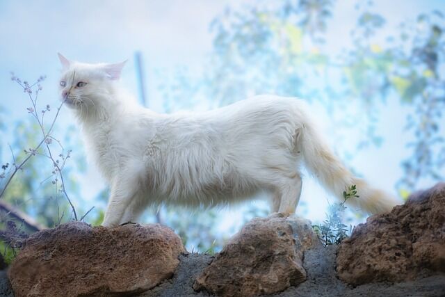 White cats in ancient cultures and beliefs