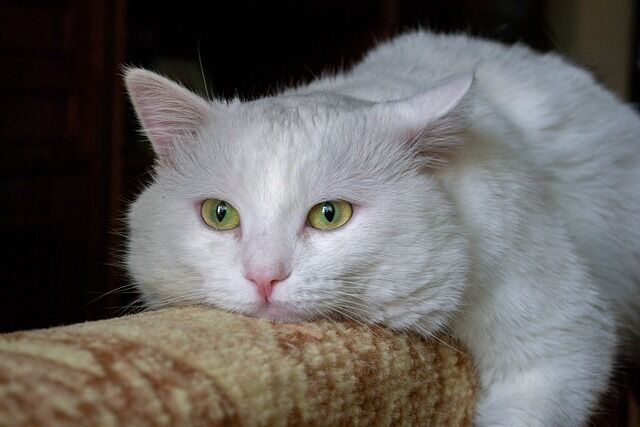 White cat - what does it symbolize?