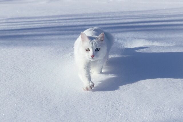 White cat is a totem animal