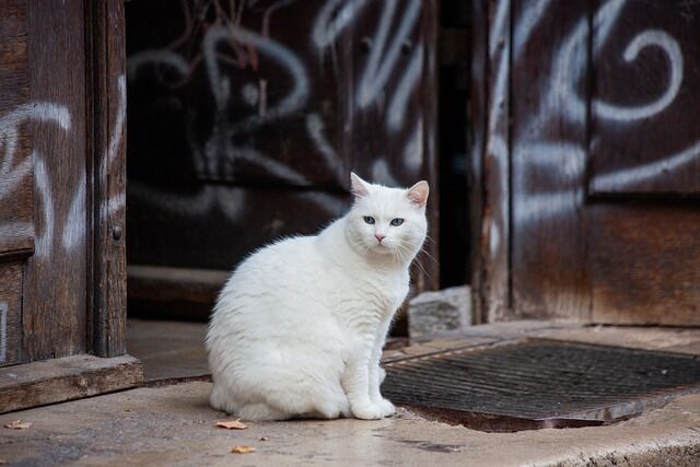 What does it mean to see a white cat?