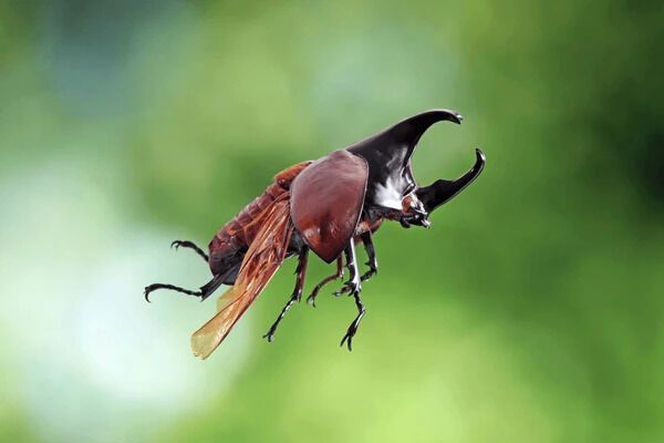 A new flapping microrobot inspired by the wing dynamics of rhinoceros beetles has been developed