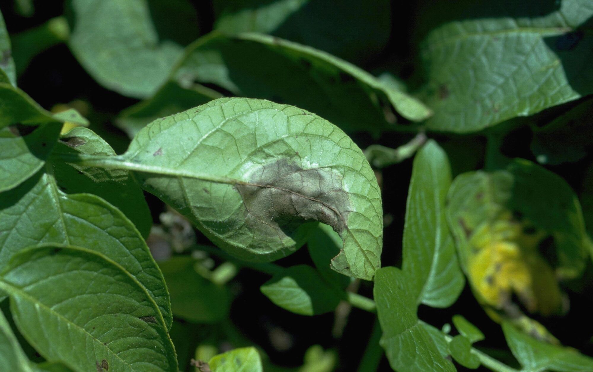 Research explores "arms race" between potatoes and pathogens post Irish potato famine