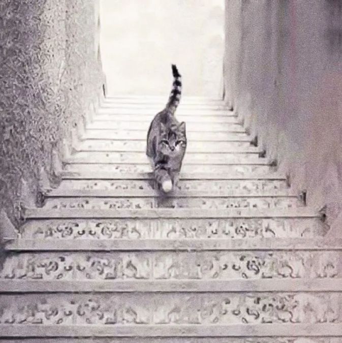 Optical illusion: in which direction the cat is going?