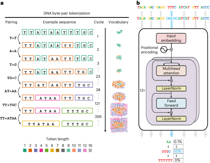 Cracking the hidden language of life: AI Model's breakthrough in decoding DNA