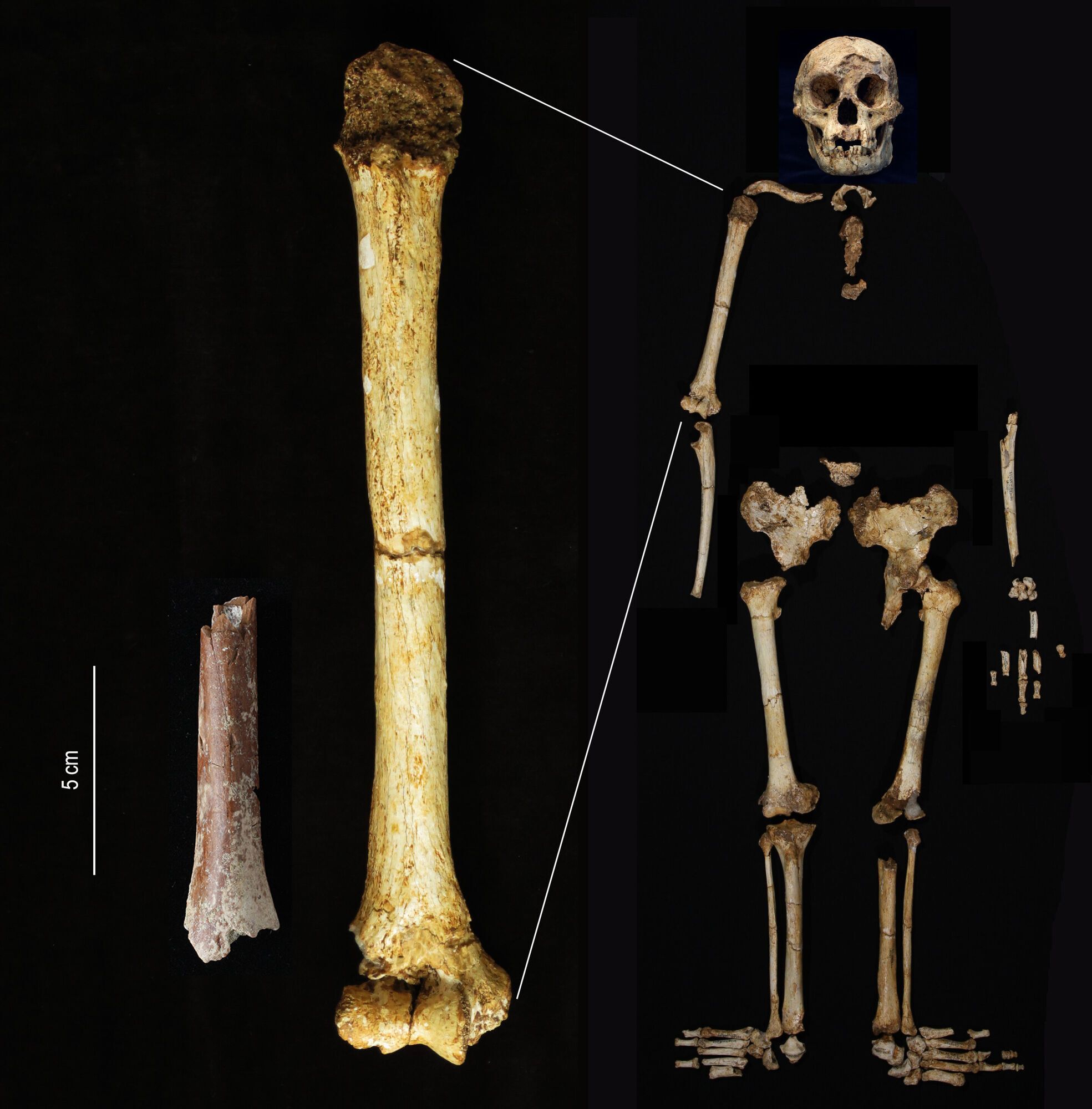 Rare fossils reveal insights into the origins of Homo floresiensis