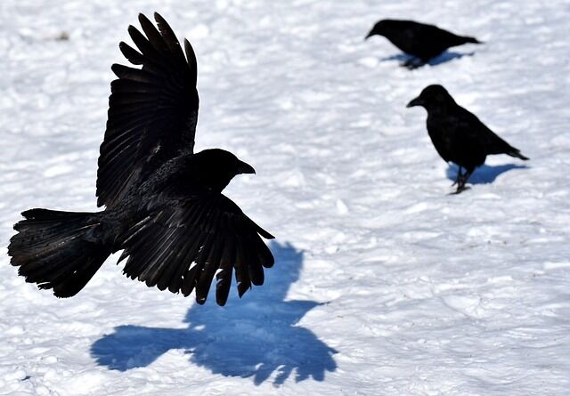 The three crows - spiritual meaning.